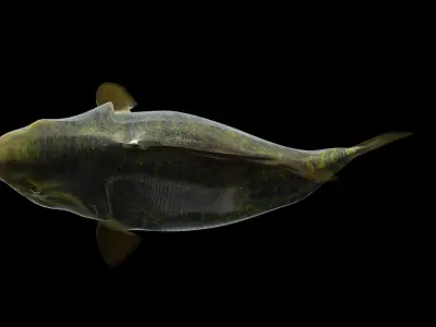 Largemouth Bass Low-poly 3D model