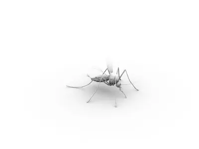 mosquito 3D model order