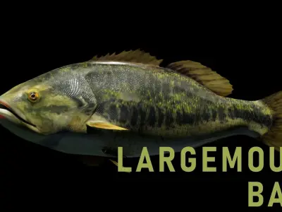Animated Freshwater Fish Low-poly 3D model
