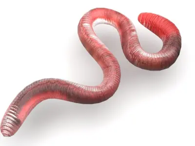 Earthworm 3D model 2