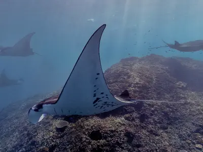 Manta Ray 3D model