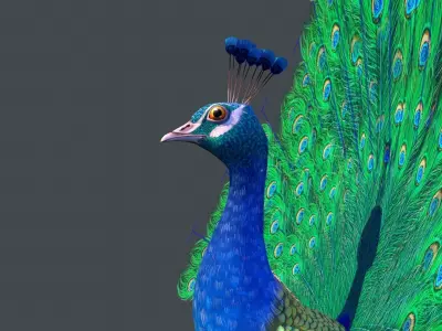 Peacock bird Low-poly 3D model