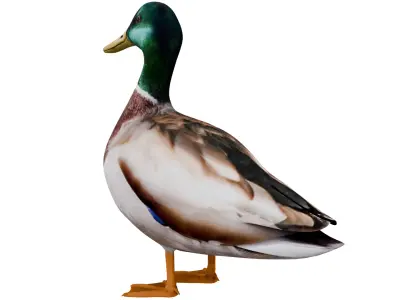 Mallard Duck 3D model purchase