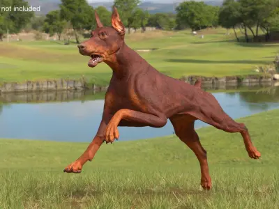 Doberman Dog Brown Running 3D model