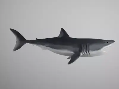 Great White Shark Low-poly 3D model 2