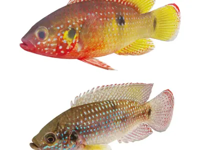 Hemichromis bimaculatus fish Low-poly 3D model