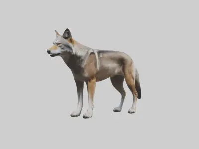 Indian Wolf Low-poly 3D model