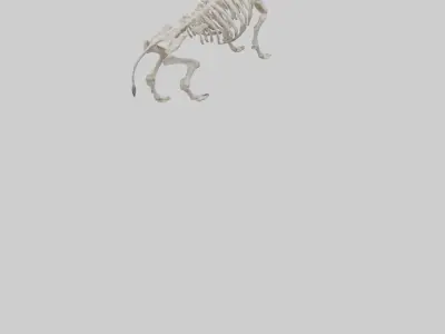 Bison Skeleton model 3D model