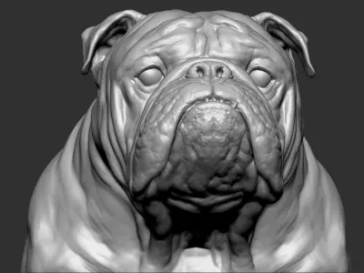  English Bulldog VFX Zbrush sculpt 