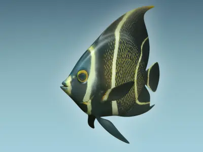 Anglefish 12 3D model