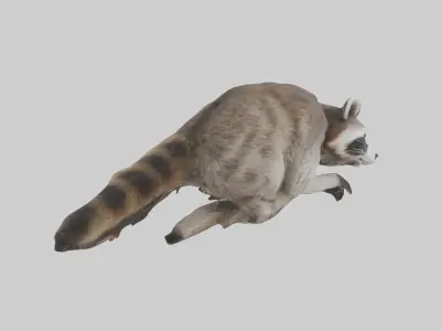 Raccoon climbing model Low-poly 3D model