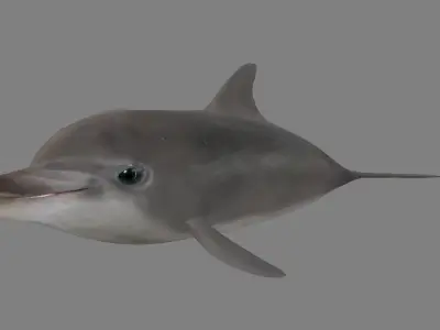 Low Poly Baby Dolphin Low-poly 3D model