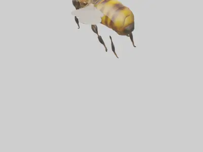 Honeybee flying model Low-poly 3D model
