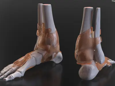 Anatomical Foot Skeleton Model with Ligament Overlay 3D model