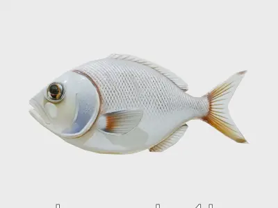 Barreleye Fish 3D Model with Transparent Head Low-poly 3D model