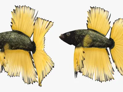  Betta Fish Aquarium Pet Rigged for Maya 