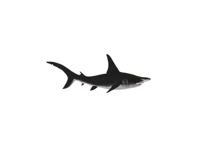 Hammerhead Shark Realistic Ocean Predator 3D Model 3D model
