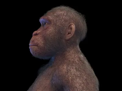 Australopithecus Afarensis Female 3D model