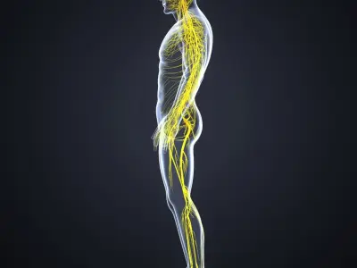 Brain with Nervous system 3D model