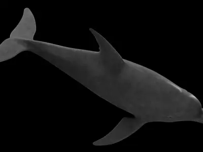 Dolphin Low-poly 3D model 3