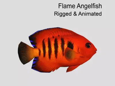 Flame Angelfish Realistic Animated Low-poly 3D model