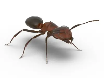 Red Ant Rigged for Maya 3D model