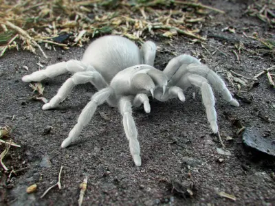 Tarantula Spider Rigged Xgen 3D model