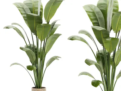 Artificial Bird Of Paradise Plant Tree Low-poly 3D model