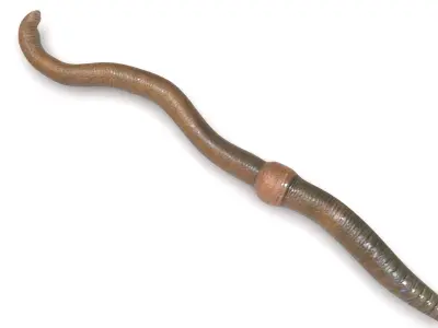 Earthworm 3D model purchase
