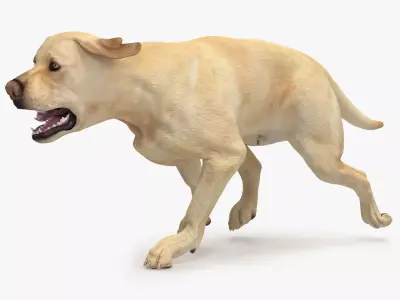 Running White Retriever Dog Animated Rigged for Cinema 4D 3D model