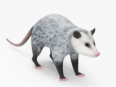  Opossum 