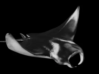 Manta Ray 3D model get