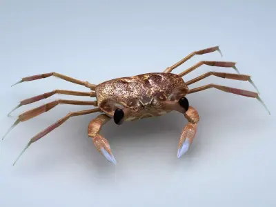Ocypode stimpsoni Ghost Crab Low-poly 3D model