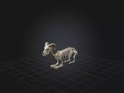 Realistic Sheep Skeleton Model Low-poly 3D model