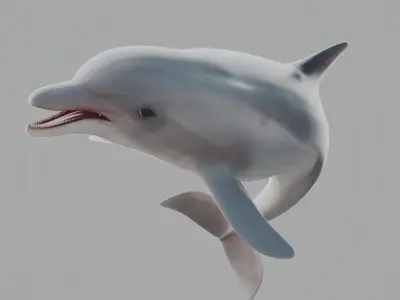 Dolphin Low-poly 3D model 2