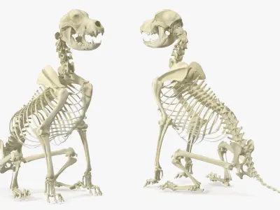 Dog Skeletal Anatomy Sitting Pose 3D model