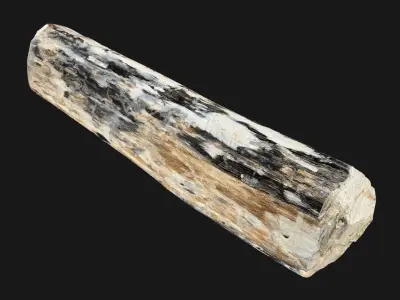 Mottled tree trunk wood 3d scan highpoly 3D model