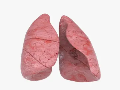  Lungs 