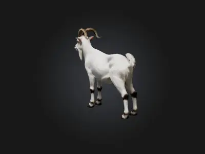 Realistic Goat Model Low-poly 3D model