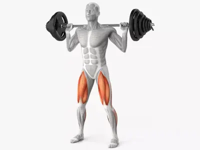 Male Muscular System Anatomy Squats 3D model purchase
