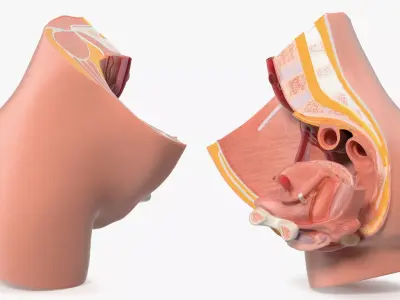 Medical Model of Female Pelvis Cross Section 3D model