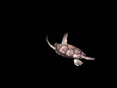 sea turtle animation Low-poly 3D model