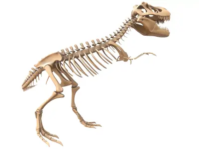 T-rex Skeleton 3D model order