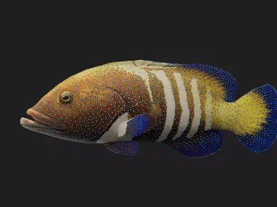 Fish Grouper Low-poly 3D model purchase