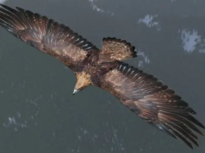 Low poly animated eagle Low-poly 3D model
