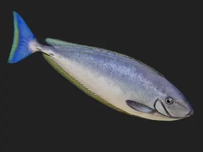Unicornfish Low-poly 3D model