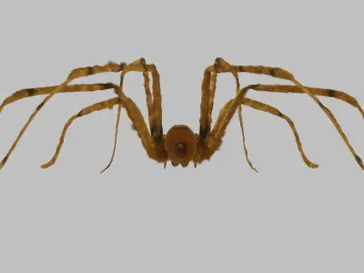 the gigant spider Low-poly 3D model