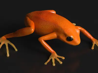 Realistic Tropical Mantella Frog Rigged for Cinema 4D 3D model