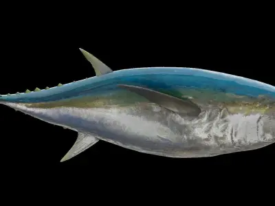 Tuna 3D model bluefin Free low-poly 3D model