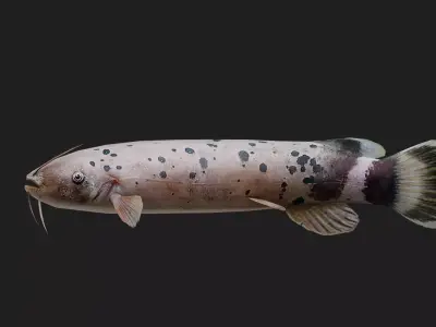 Catfish Low-poly 3D model 7